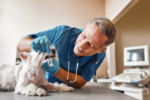  Indian River Estates, FL Emergency Dentist Pros